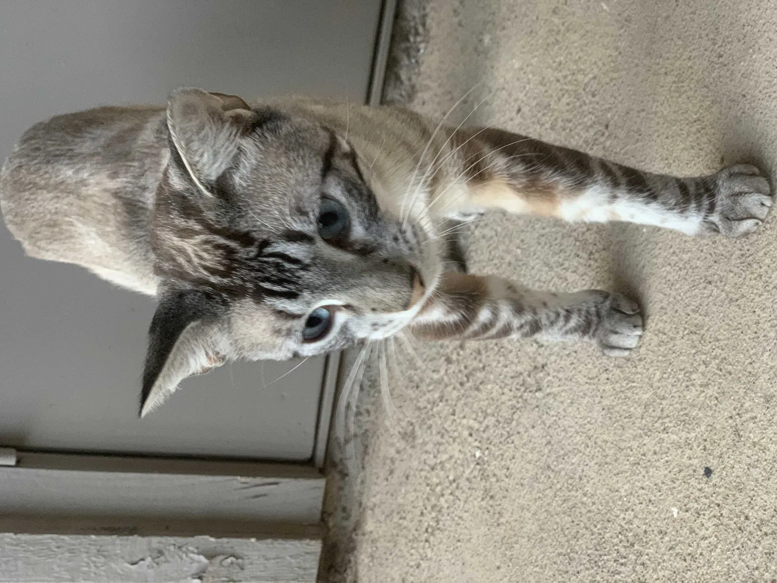 Lost cat in Austin, TX, 78729