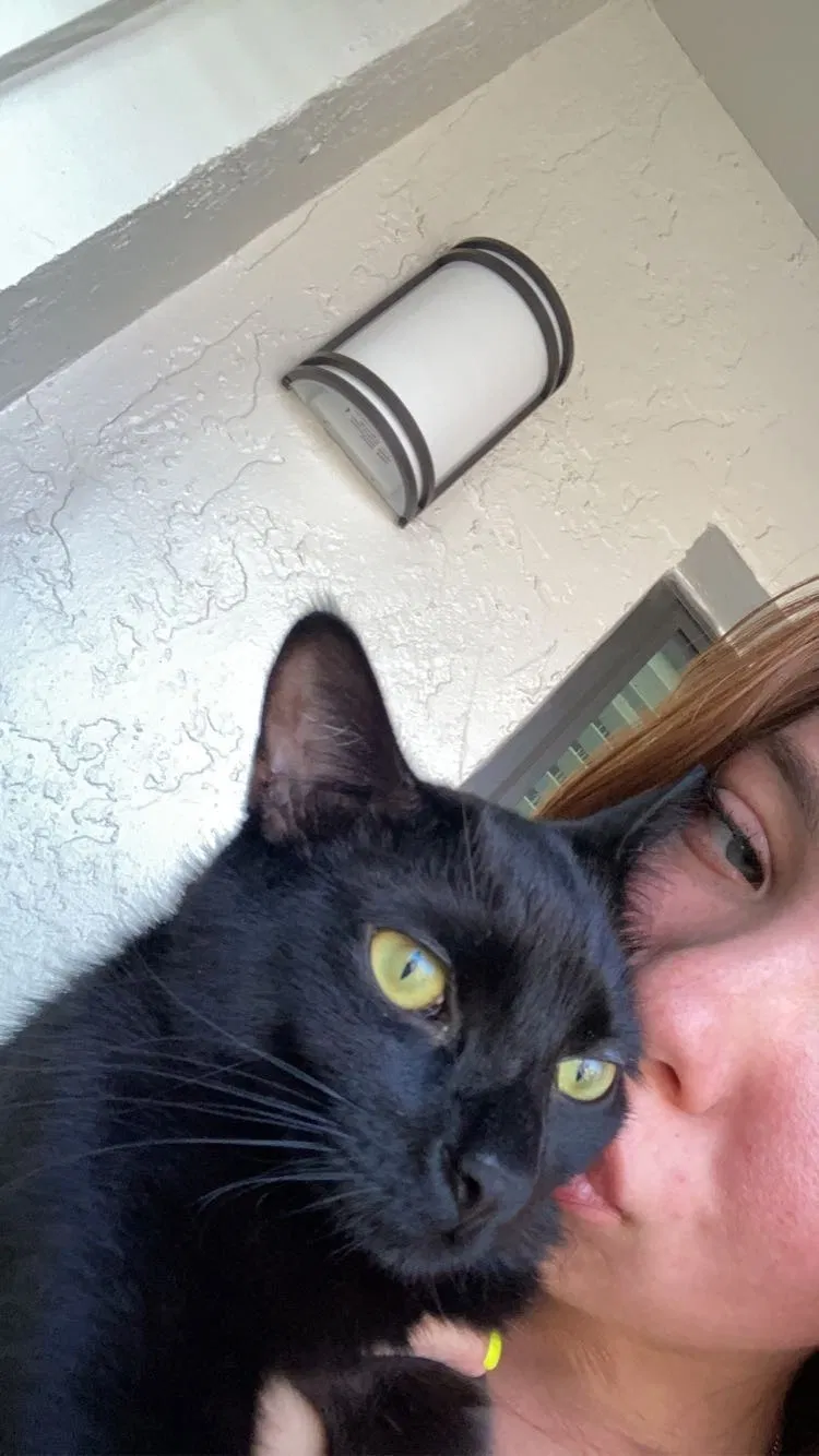 Lost cat in Clearwater, FL, 33765