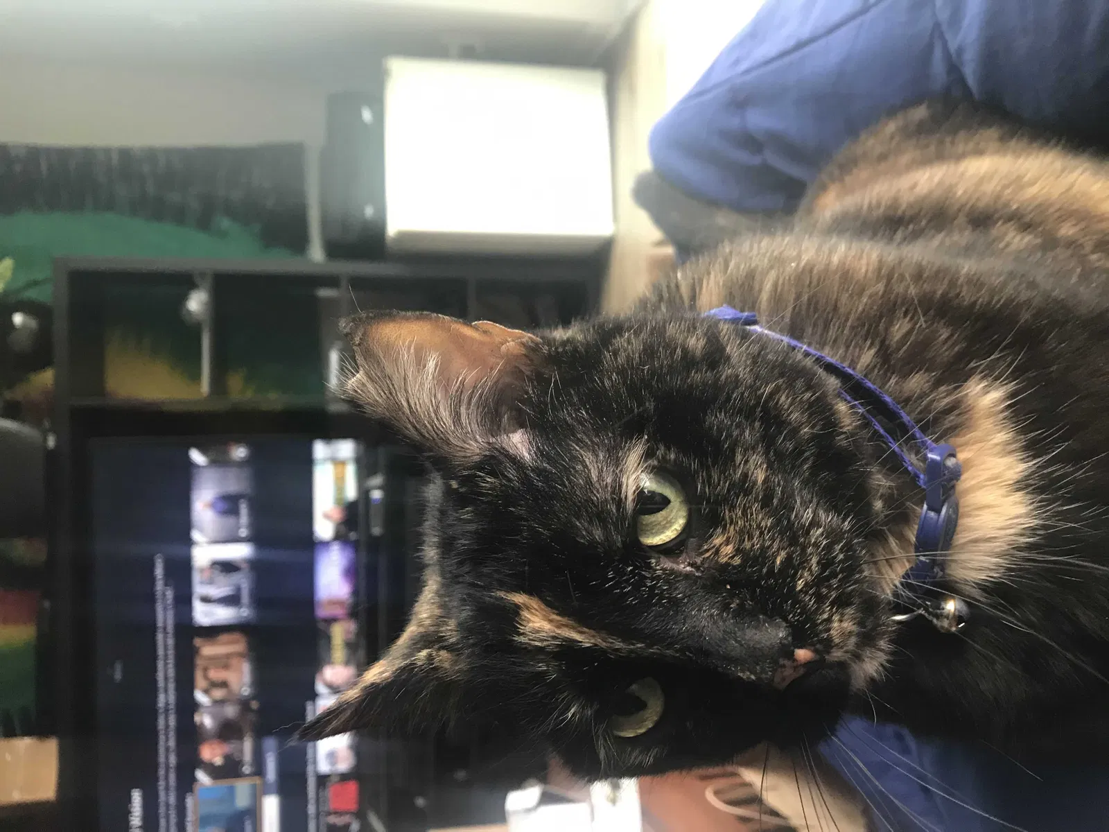 Lost cat in Covington, KY, 41014