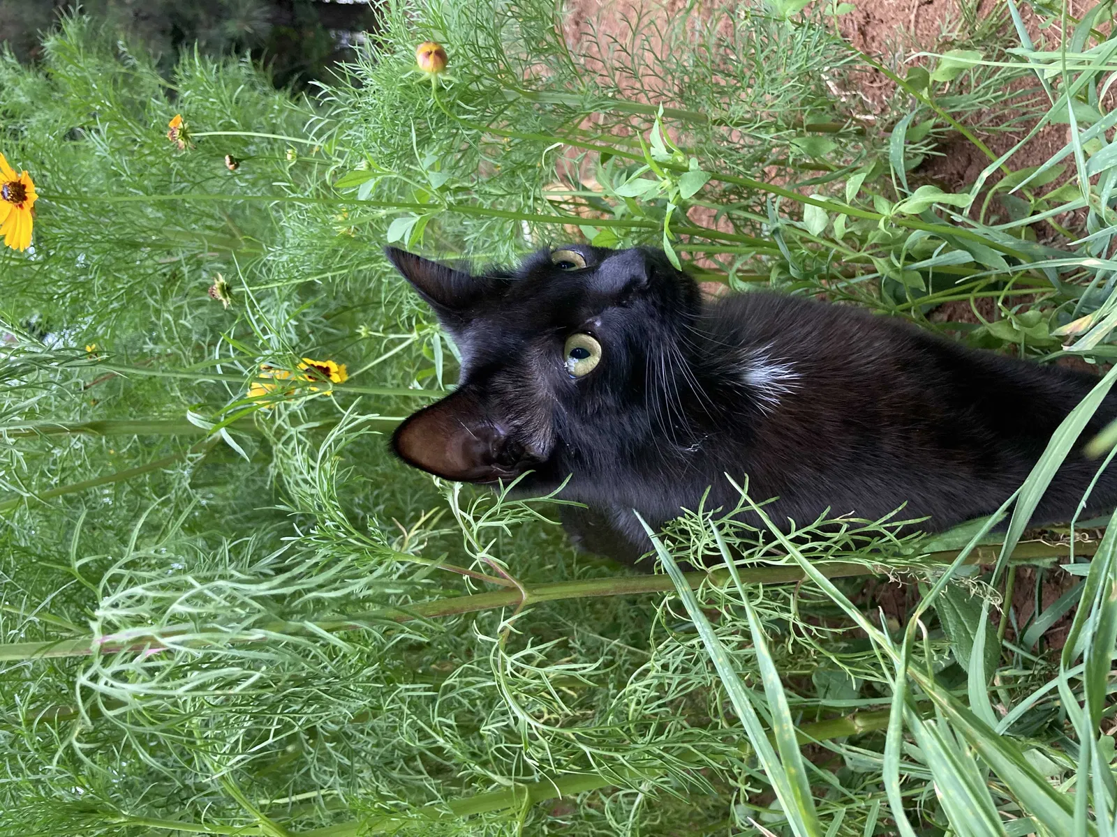 Lost cat in Charlotte, NC, 28269
