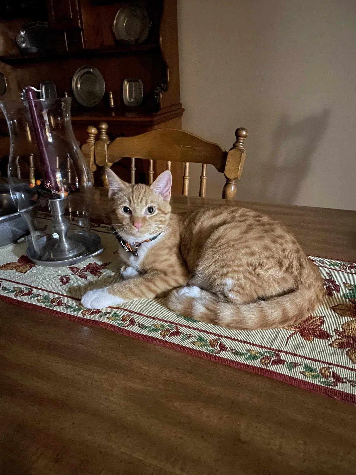 Missing Cat