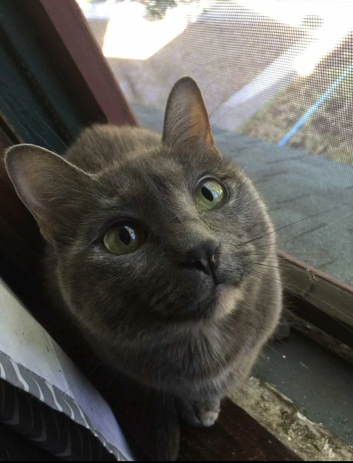 Lost cat in Saint Petersburg, FL, 33704