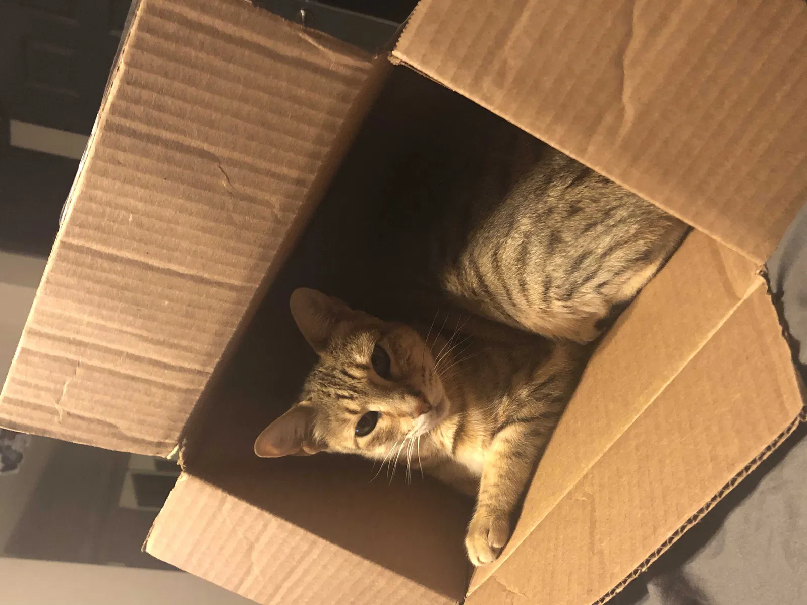 Lost cat in Denver, CO, 80239