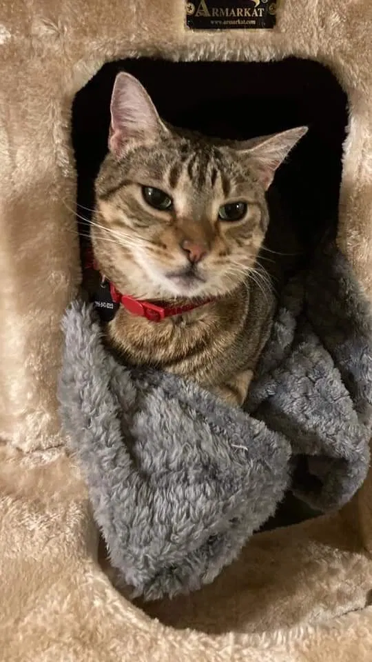 Lost cat in Madison, AL, 35758
