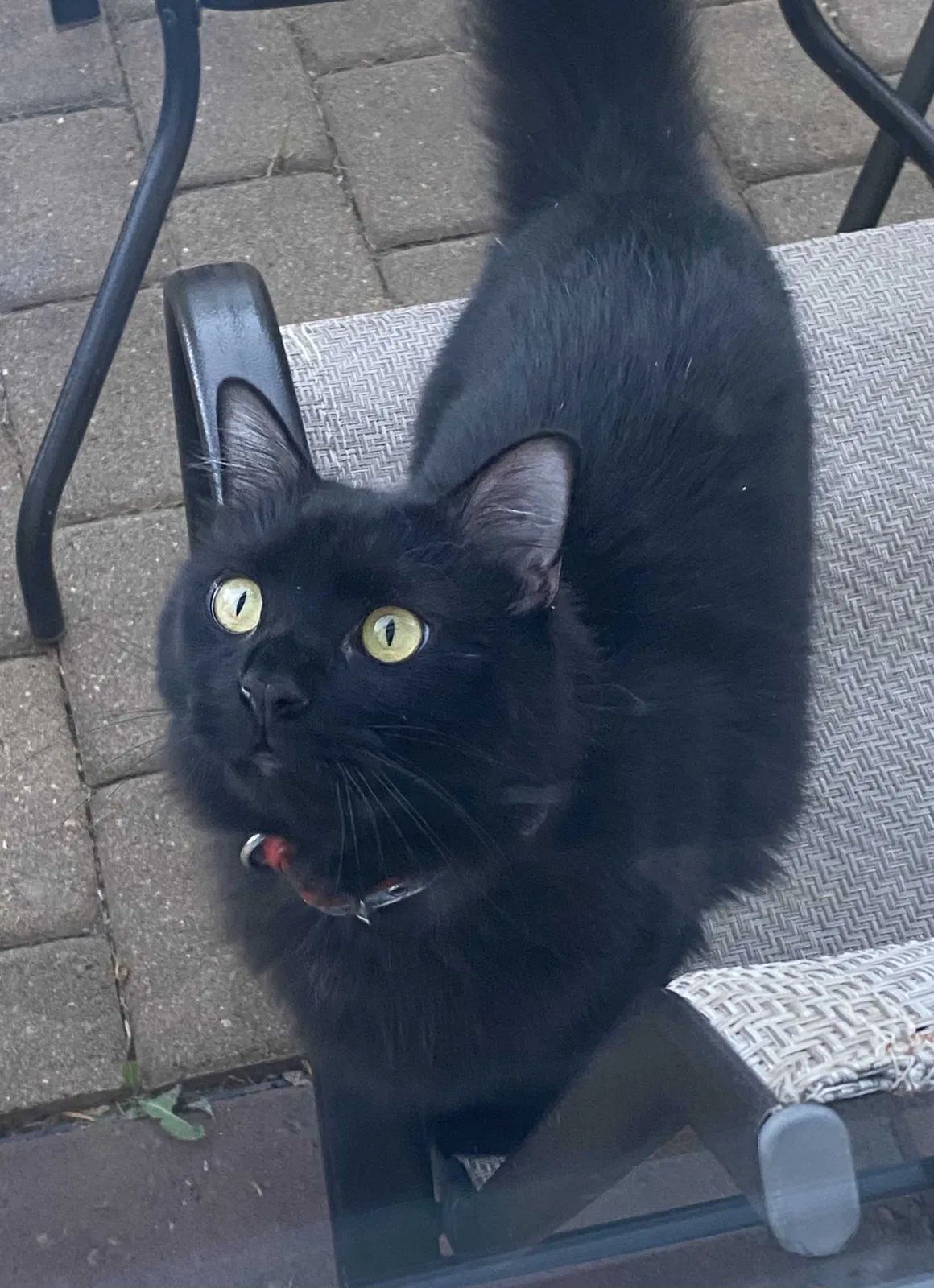 Lost cat in Charlotte, NC, 28215