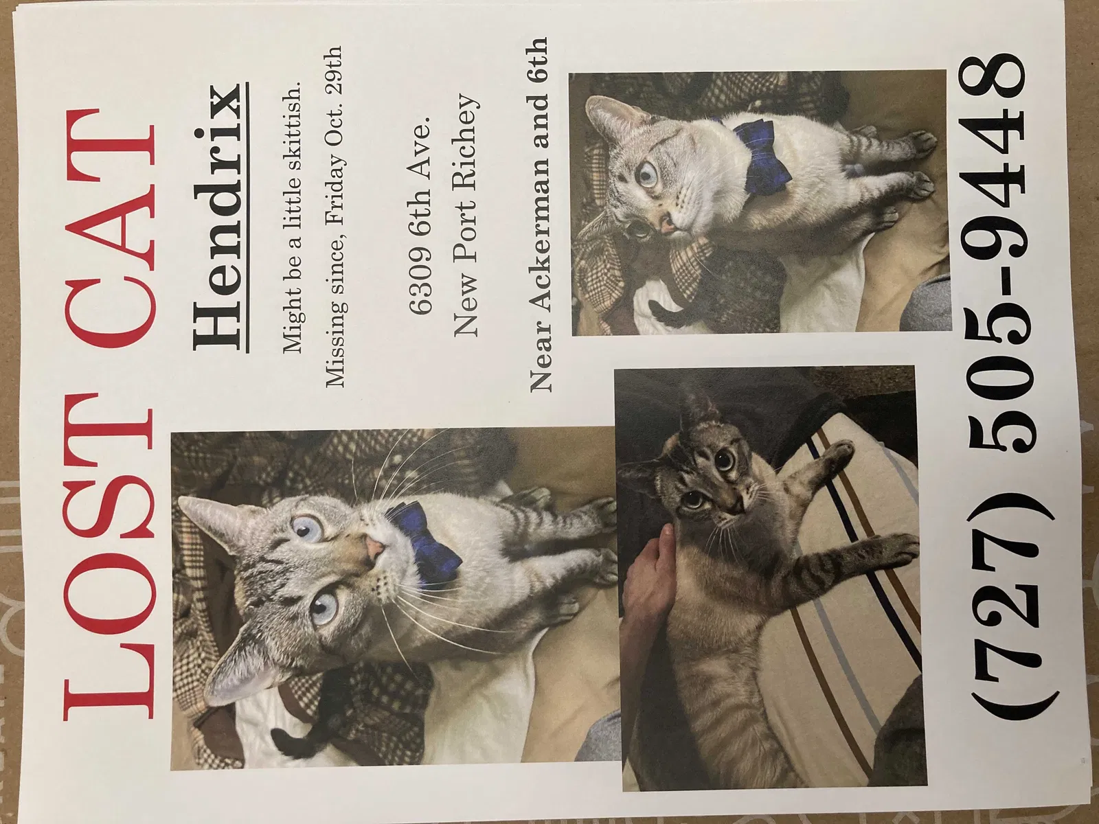 Lost cat in New Port Richey, FL, 34653
