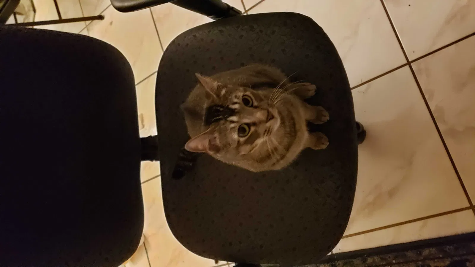 Lost cat in Orlando, FL, 32812
