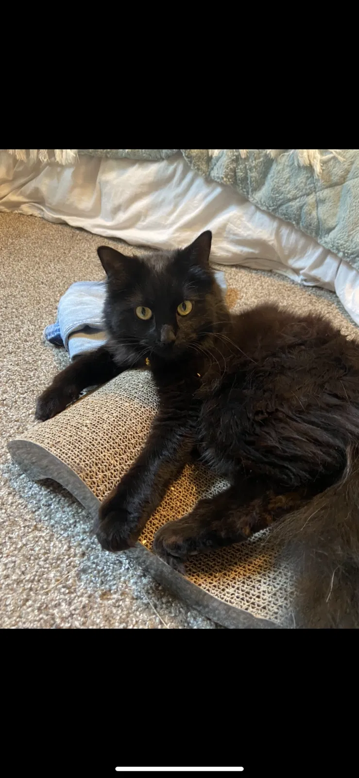 Lost cat in Salt Lake City, UT, 84105