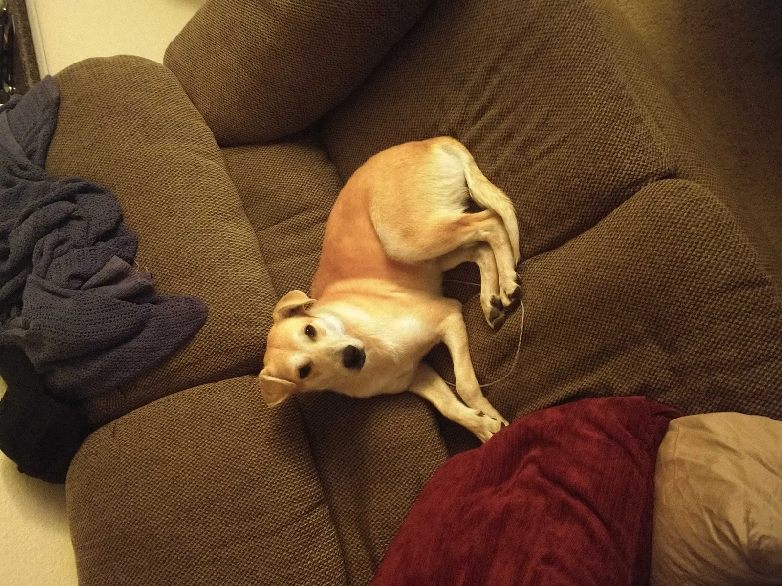 Lost dog in Denver, CO, 80234