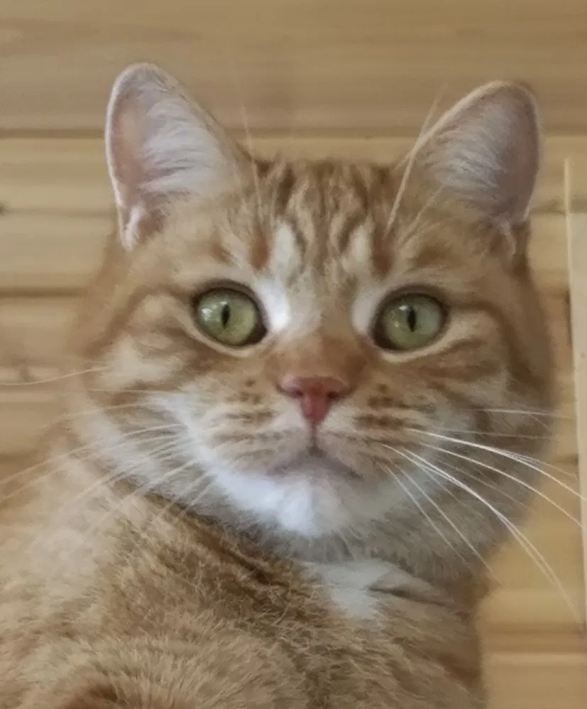 Lost cat in Eden, WI, 53019