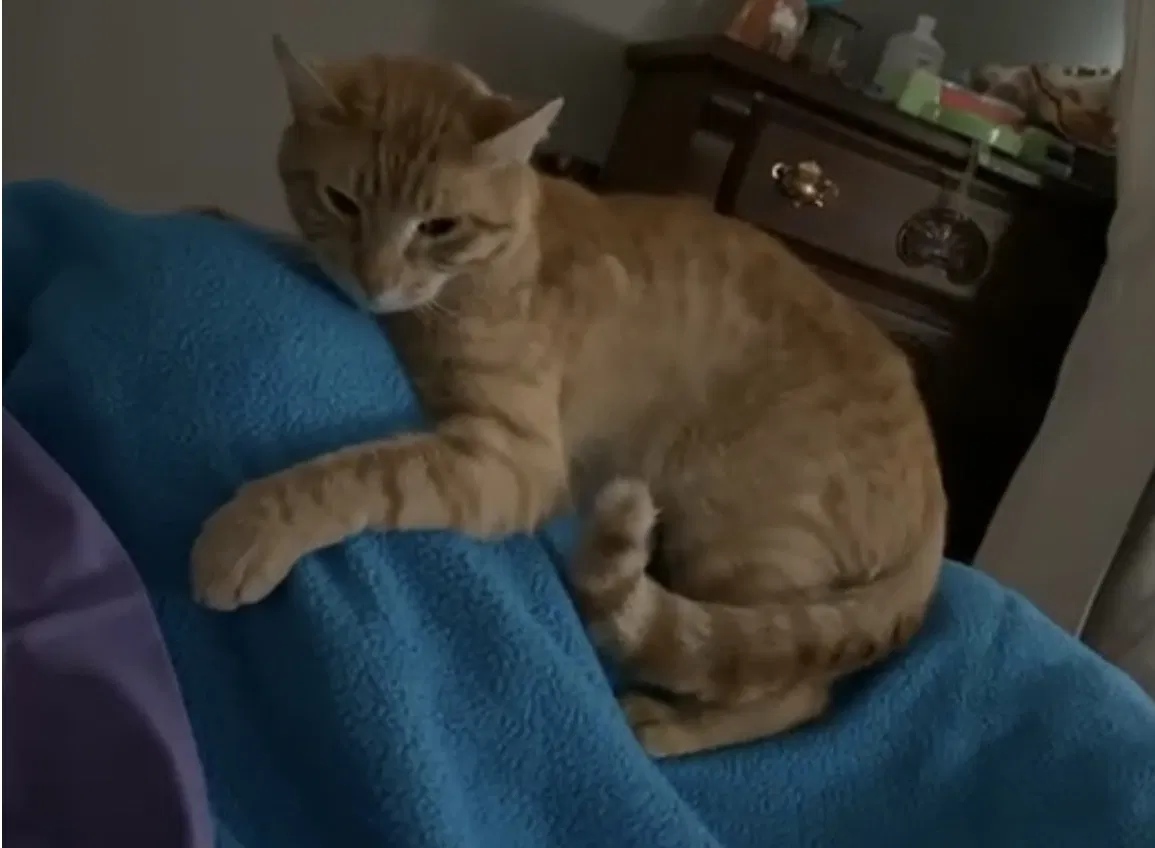 Lost cat in Knoxville, TN, 37920