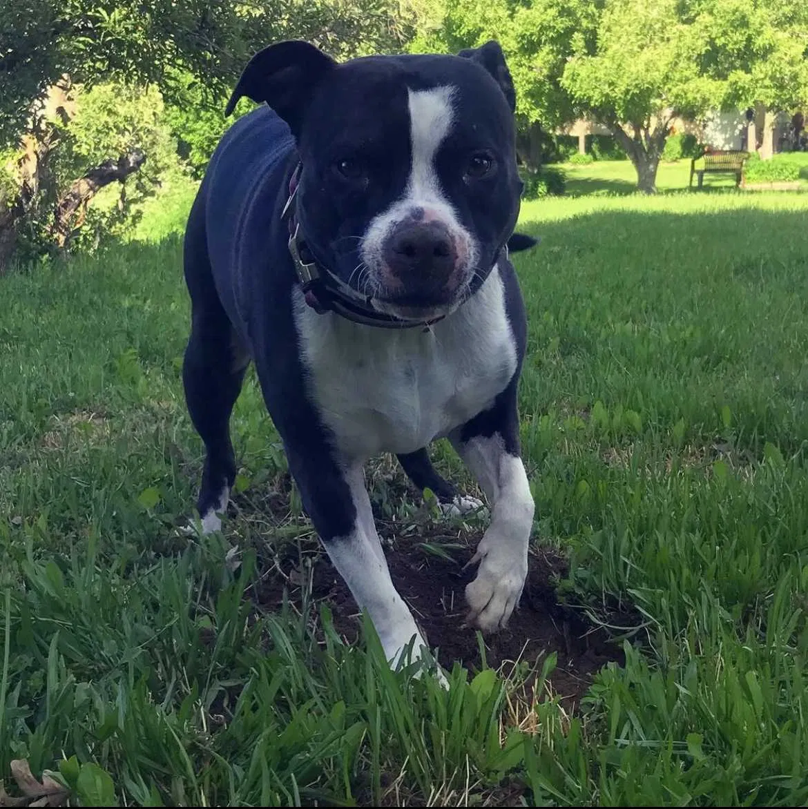 Lost dog in Salt Lake City, UT, 84107