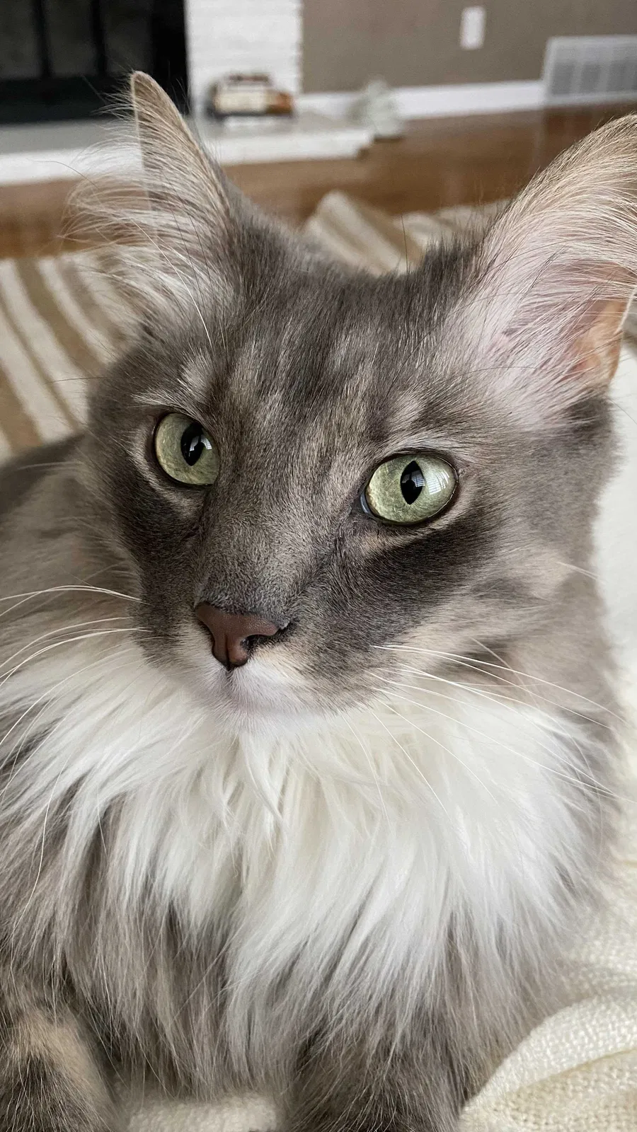 Lost cat in Salt Lake City, UT, 84106
