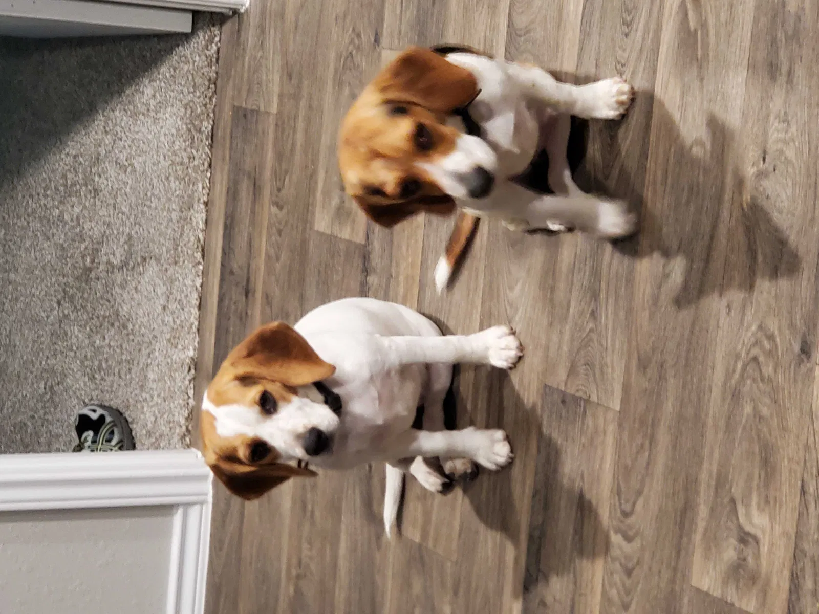Lost dog in New Caney, TX, 77357