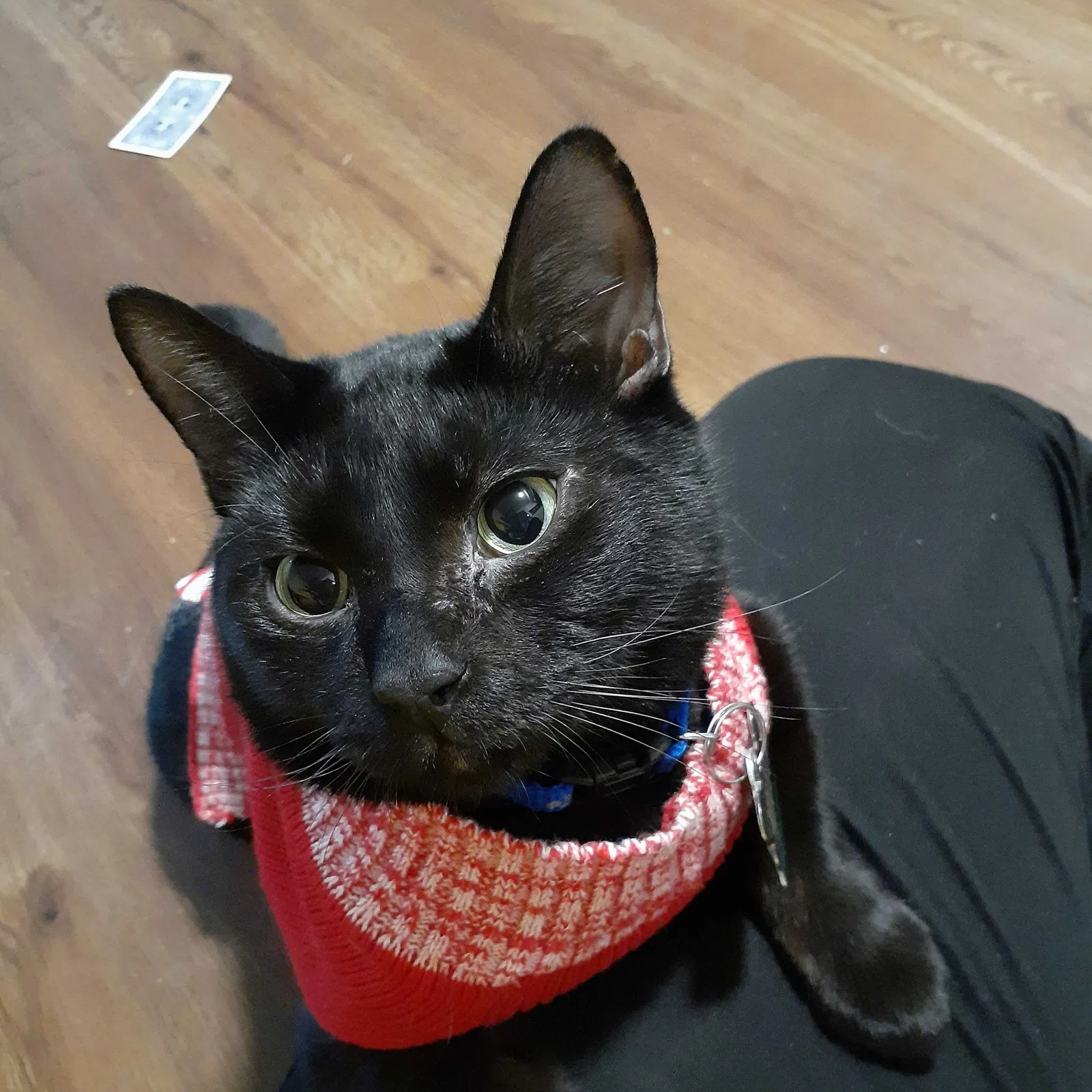 Lost cat in Huntsville, AL, 35803