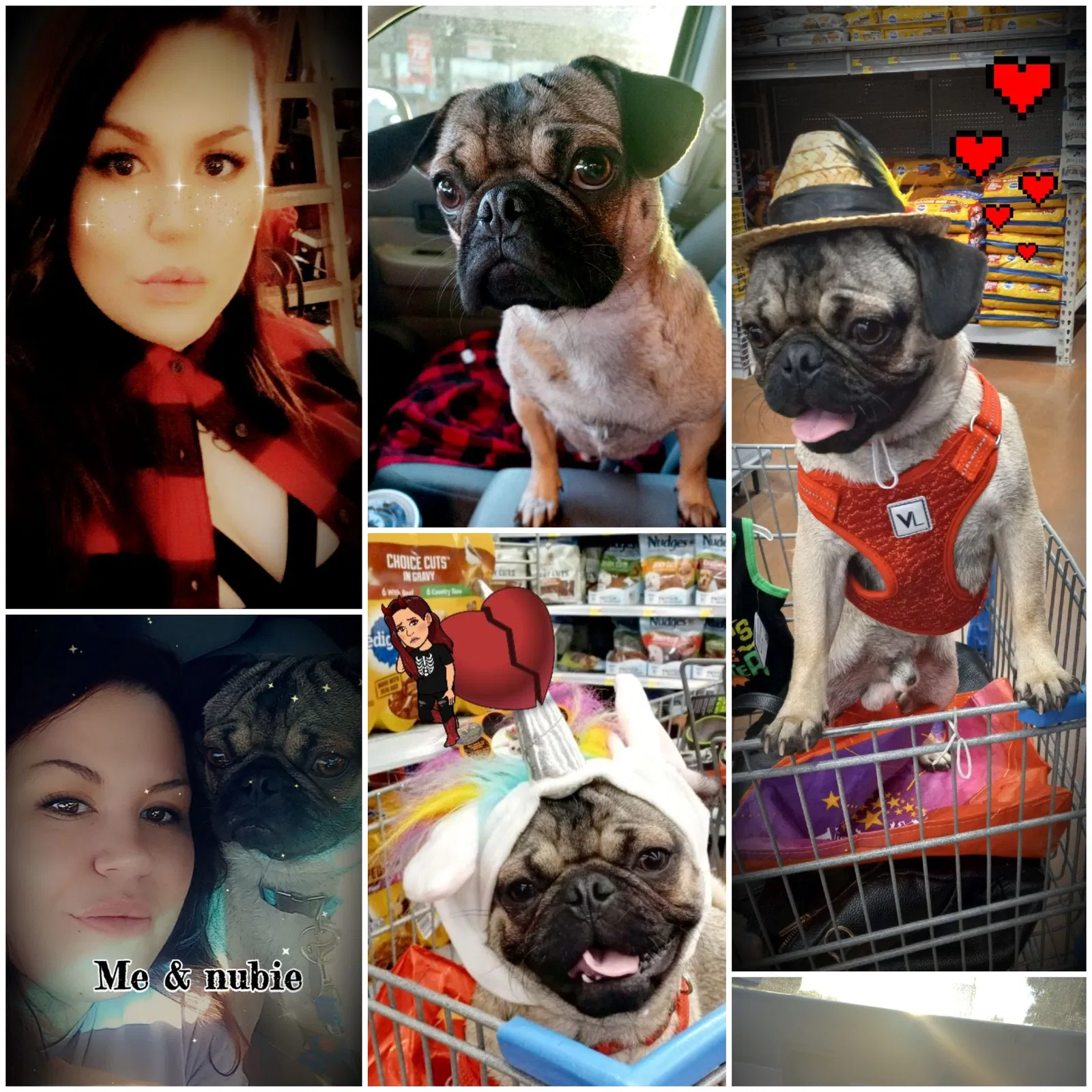 Lost dog in Albuquerque, NM, 87102