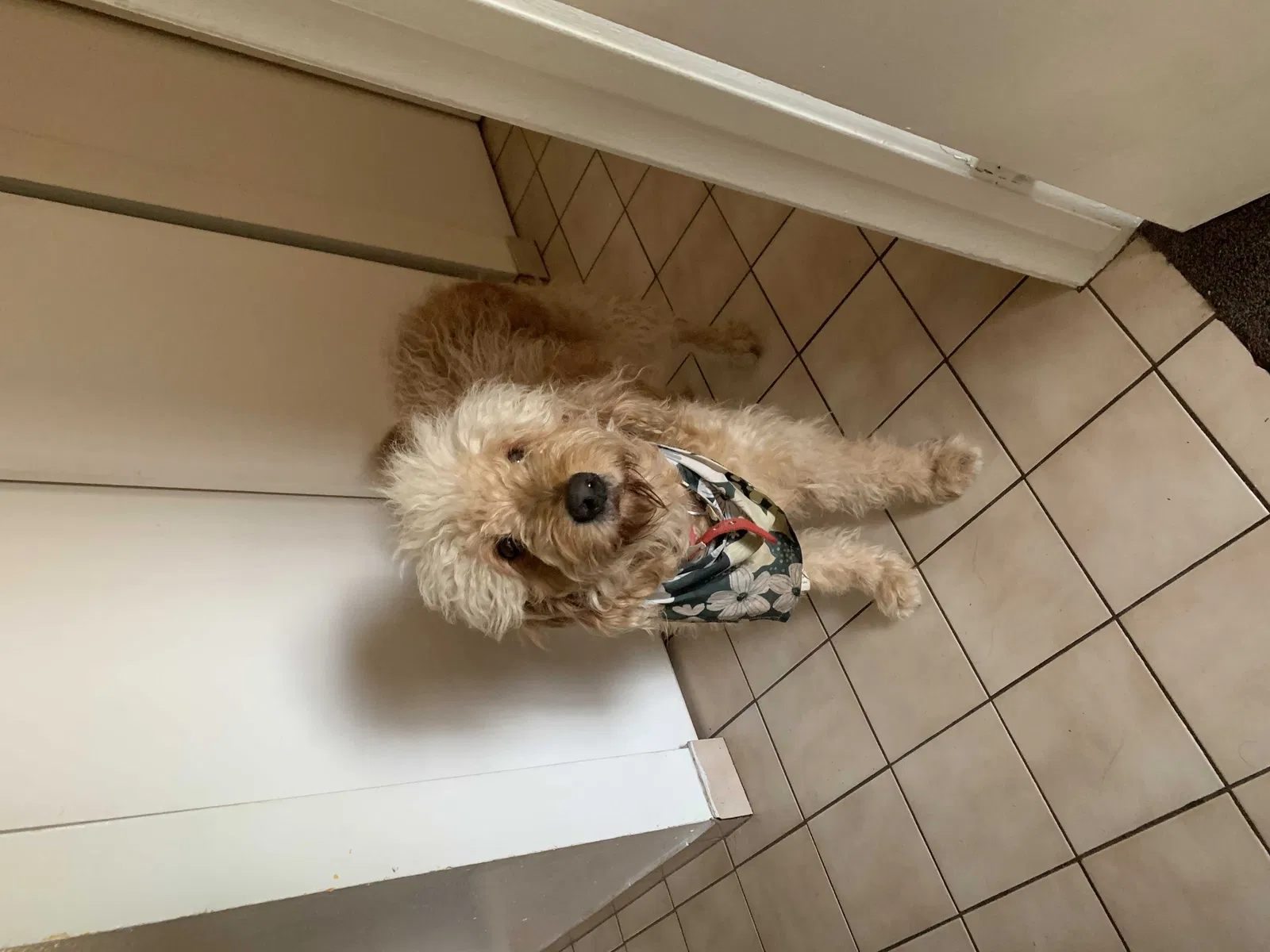 Lost dog in Chula Vista, CA, 91911