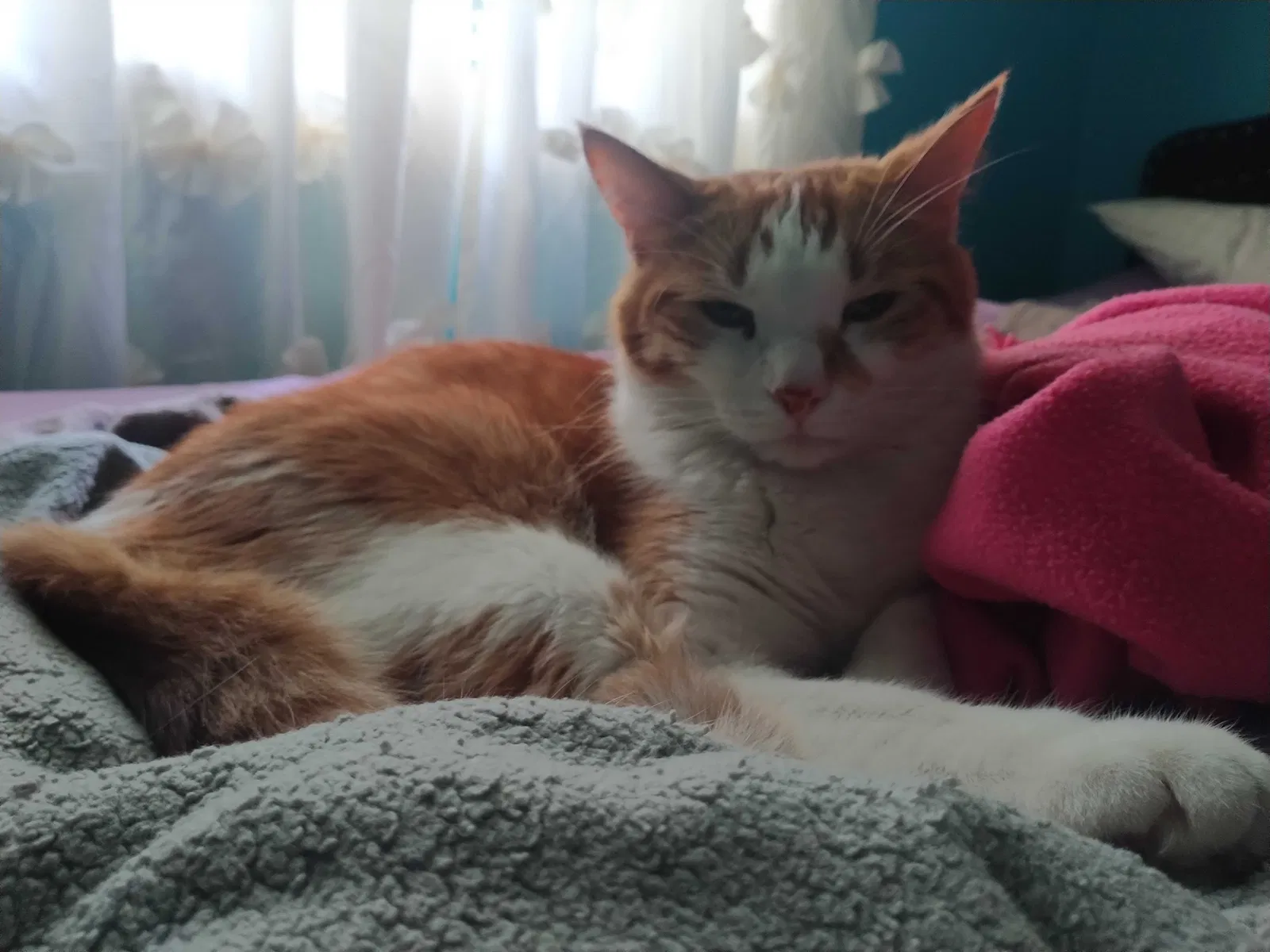 Lost cat in Des Moines, IA, 50316