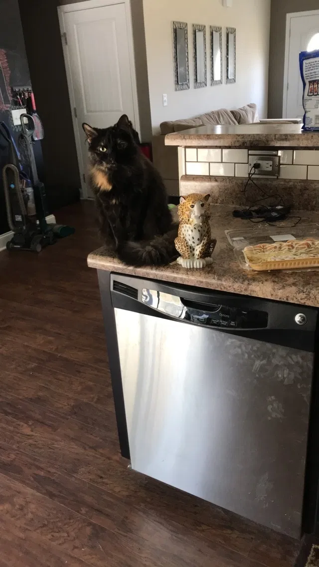Lost cat in Murrieta, CA, 92563