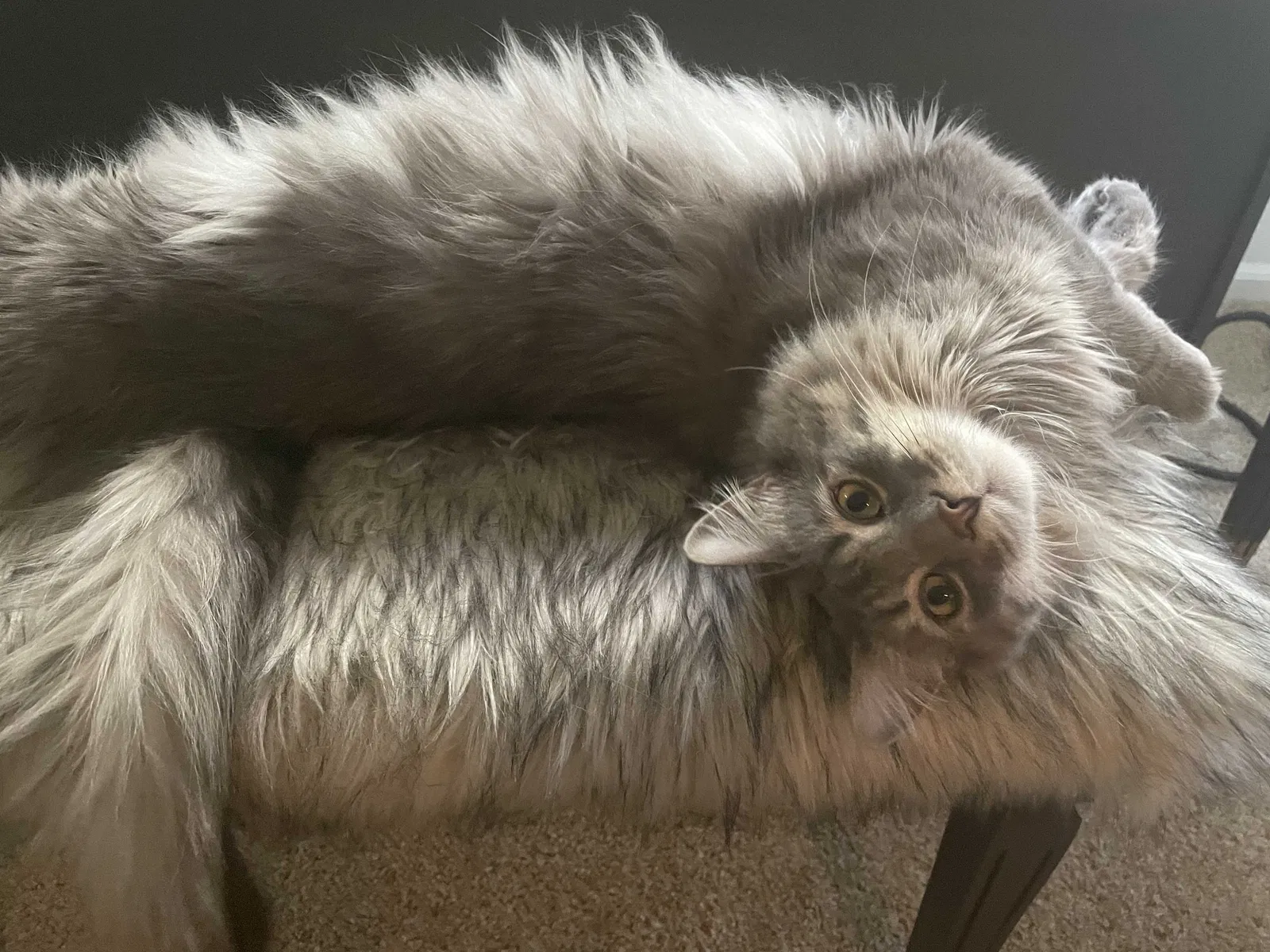 Lost cat in Fort Collins, CO, 80524