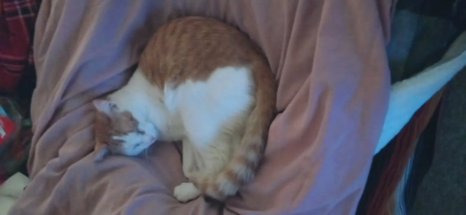 Lost cat in Millville, NJ, 8332