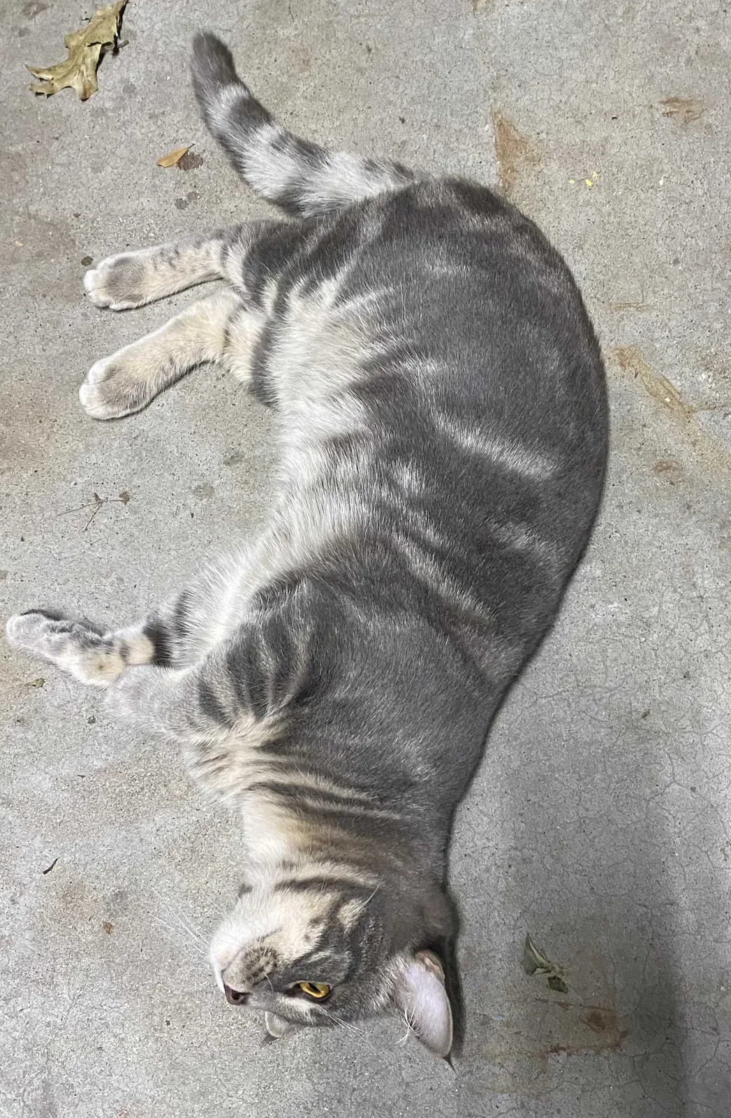 Lost cat in Fayetteville, AR, 72701