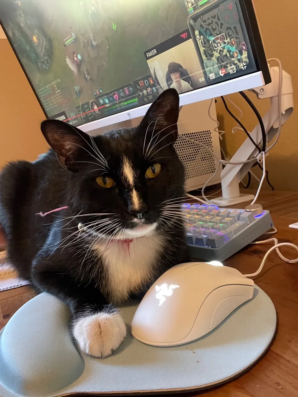 Lost cat in Beaumont, CA, 92223