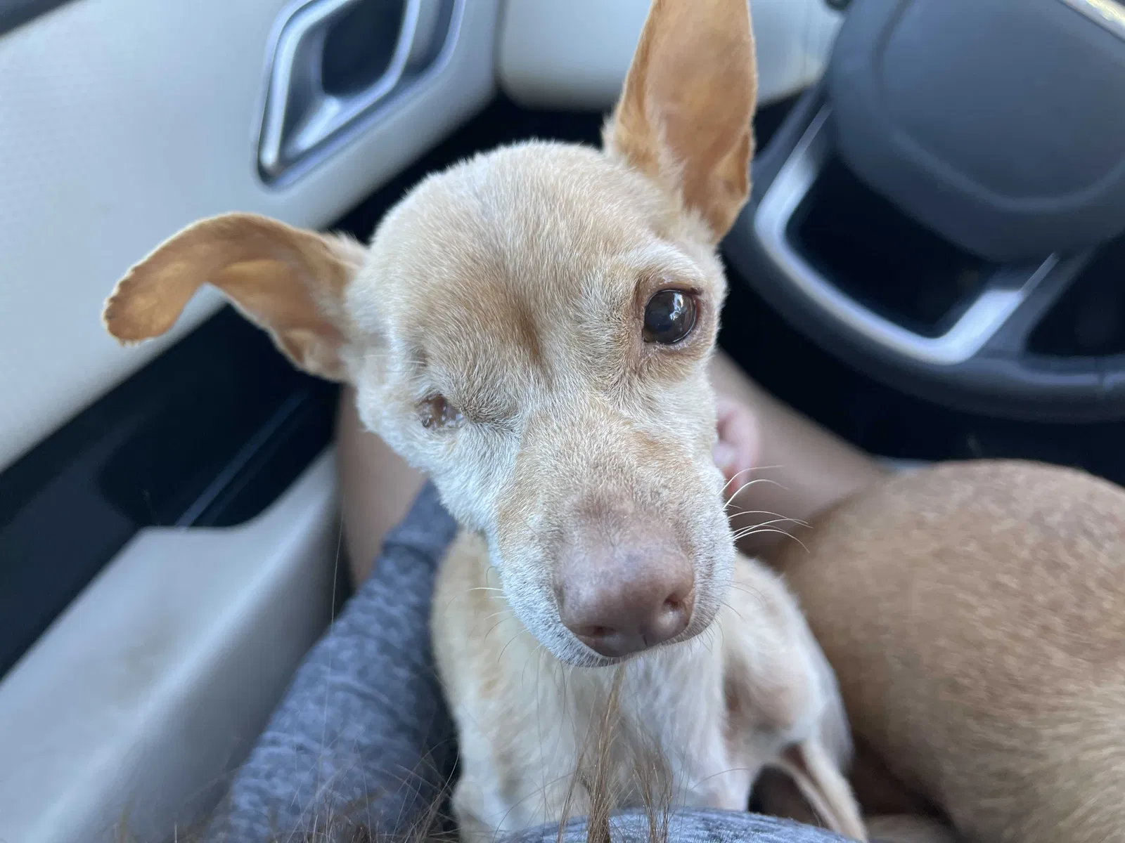 Lost dog in Rancho Mirage, CA, 92270