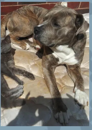 Lost dog in Lawton, OK, 73507