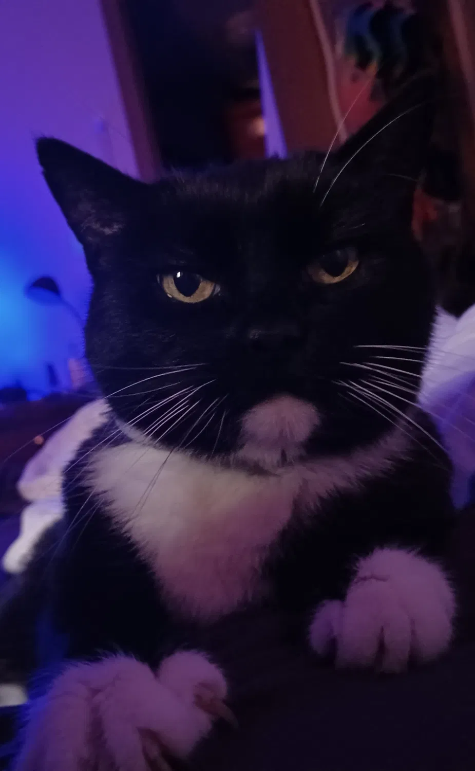 Lost cat in Mount Holly, NC, 28120