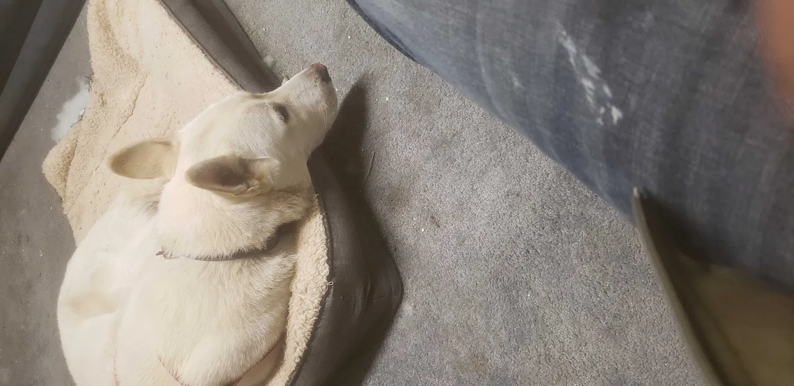 Lost dog in Anza, CA, 92539