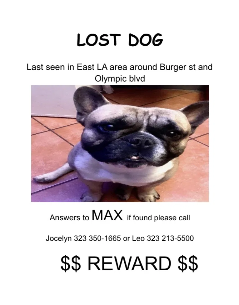 Lost dog in Los Angeles, CA, 90022