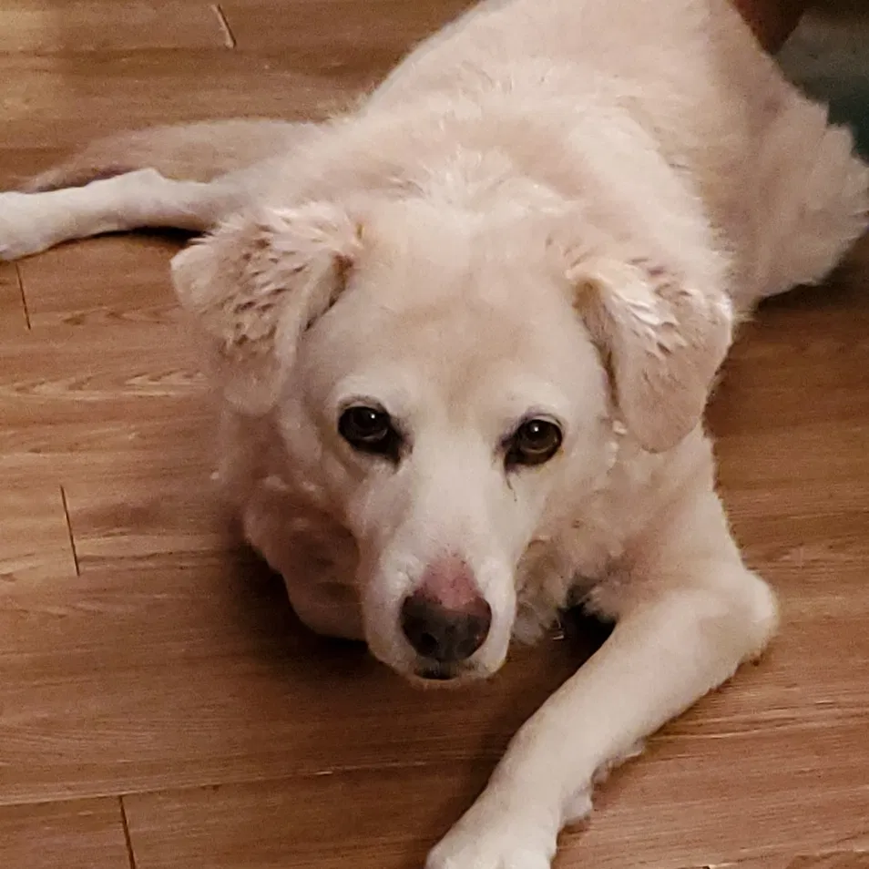 Lost dog in New Brighton, PA, 15066