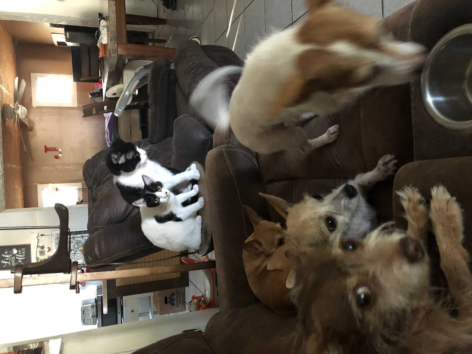 Lost dog in Port Richey, FL, 34668