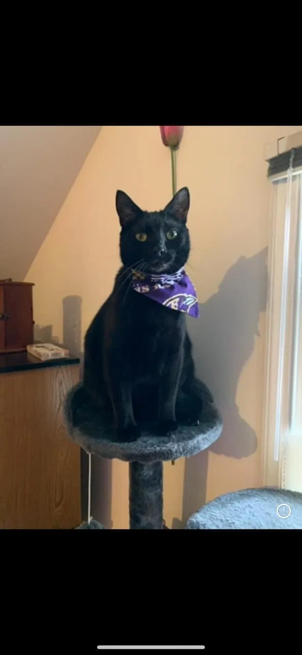 Lost cat in Red Lion, PA, 17356
