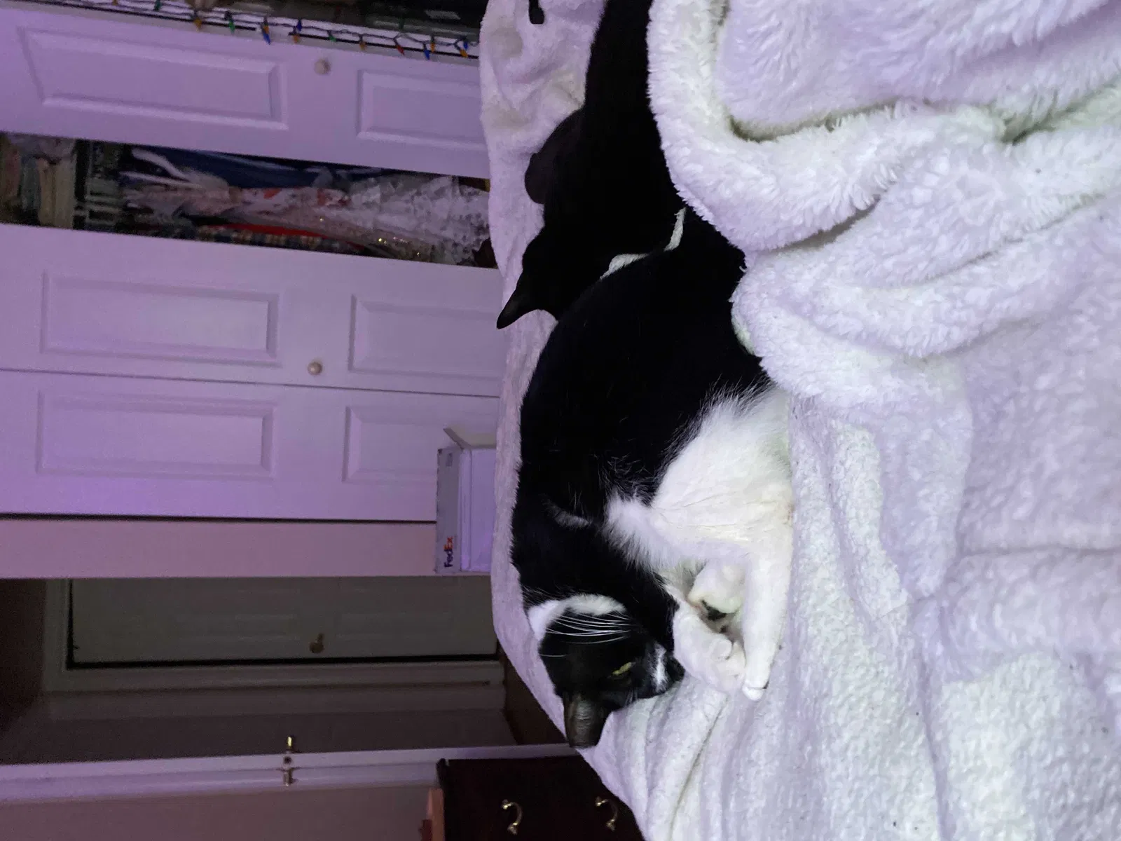 Lost cat in East Brunswick, NJ, 8816