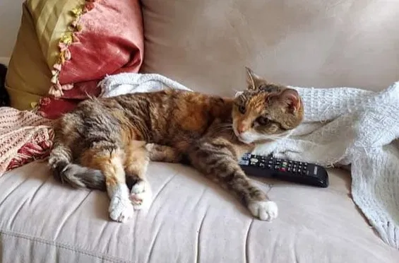 Lost cat in Santa Monica, CA, 90403