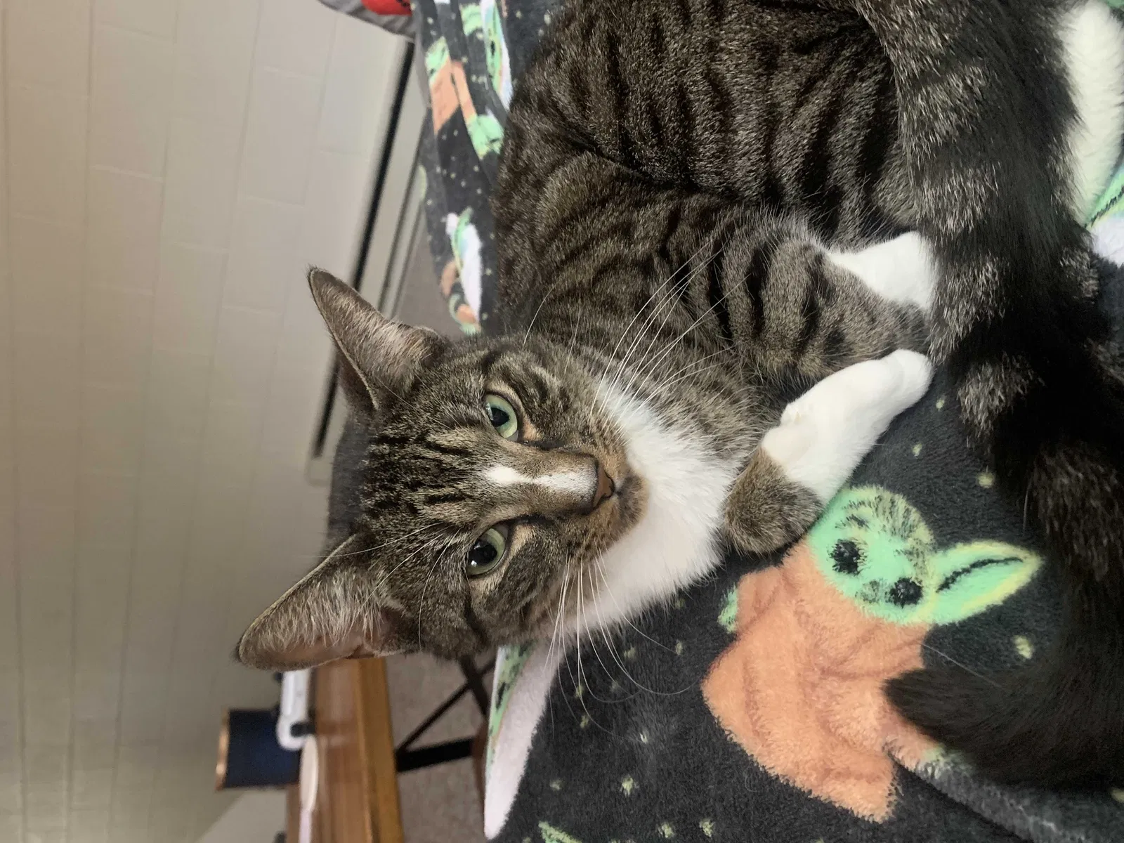 Lost cat in West Lafayette, IN, 47906