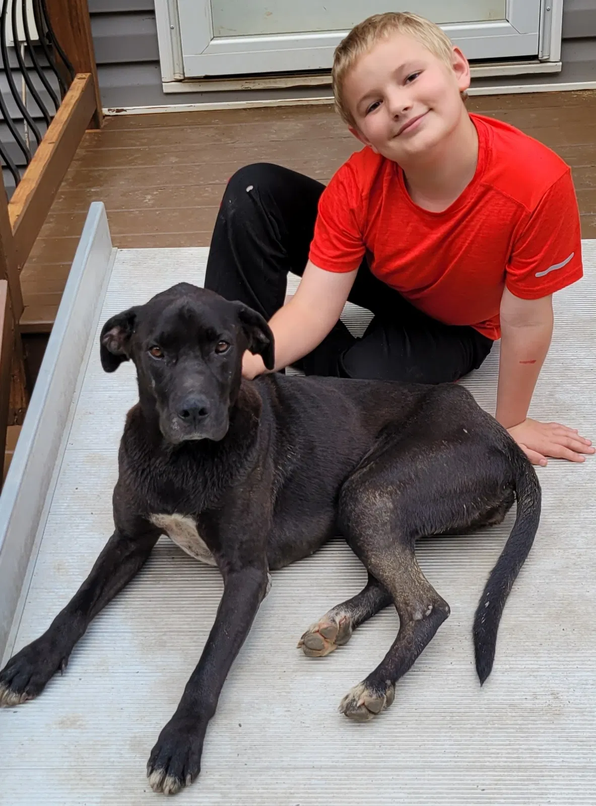 Found dog in Reidsville, NC, 27320