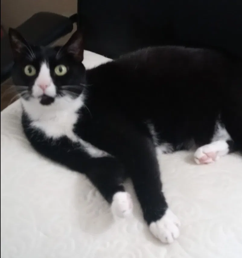 Lost cat in Charlotte, NC, 28217