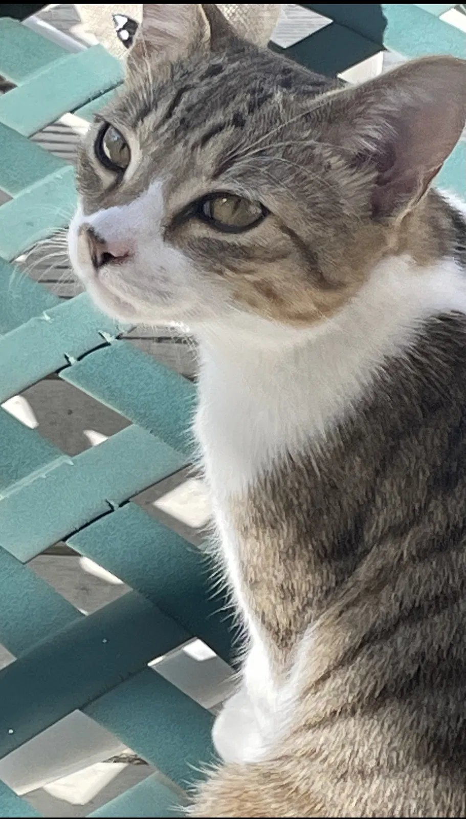 Lost cat in Trabuco Canyon, CA, 92679