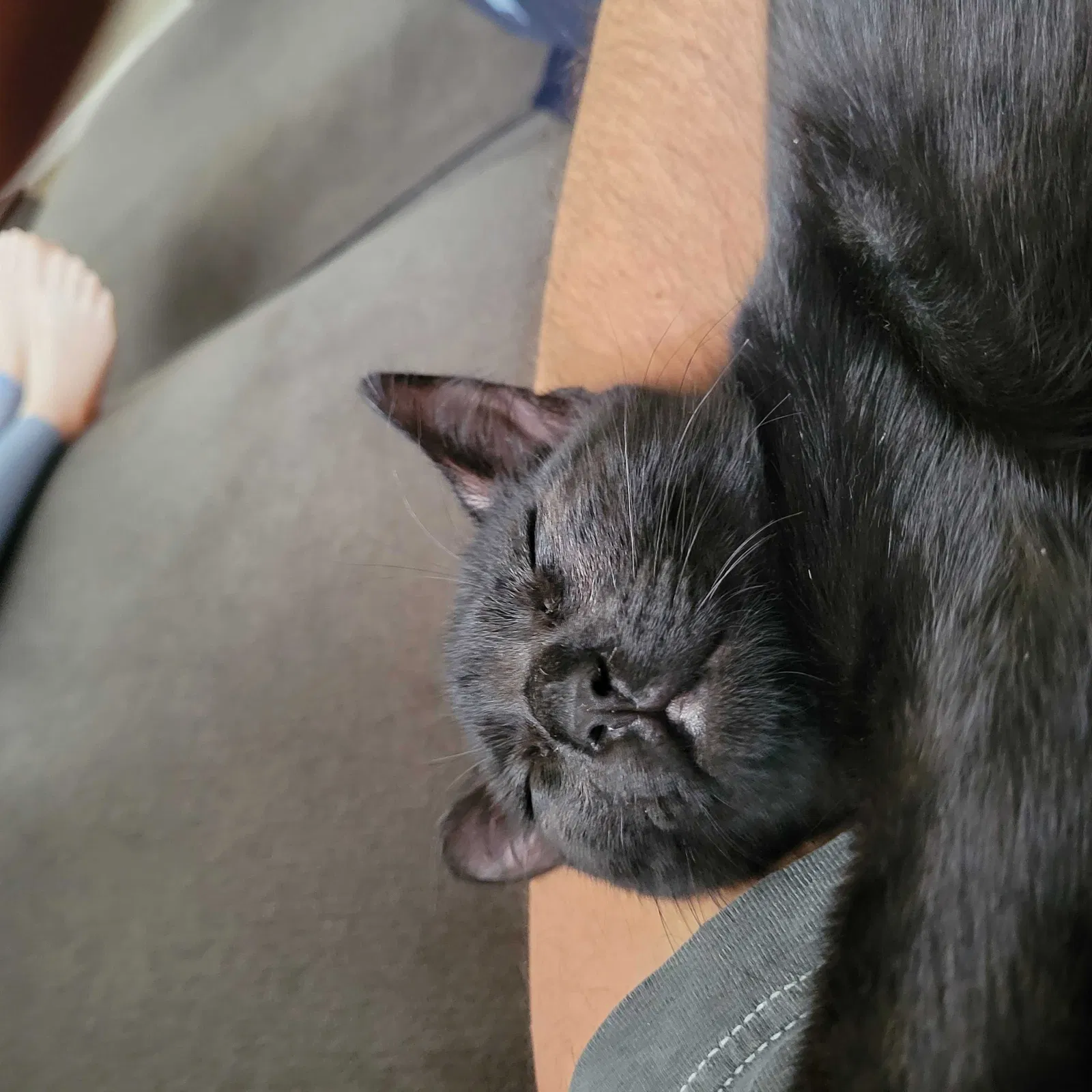 Lost cat in Imlay City, MI, 48444