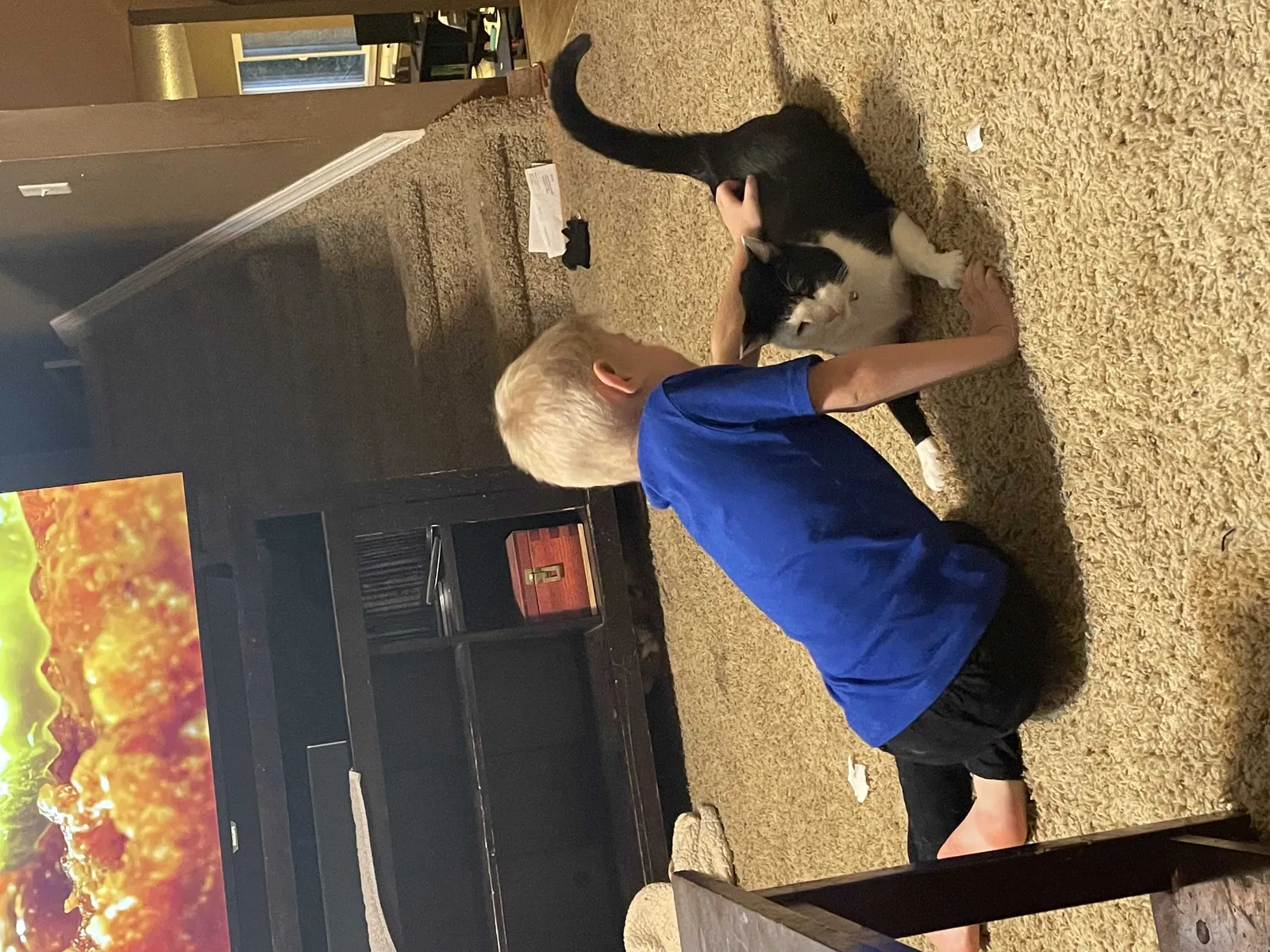 Lost cat in Fountain, CO, 80817