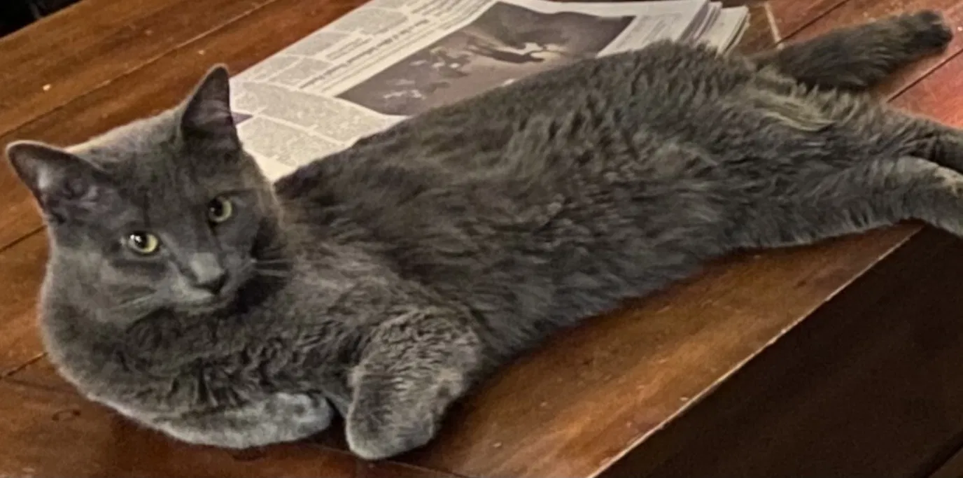 Lost cat in Wheat Ridge, CO, 80033