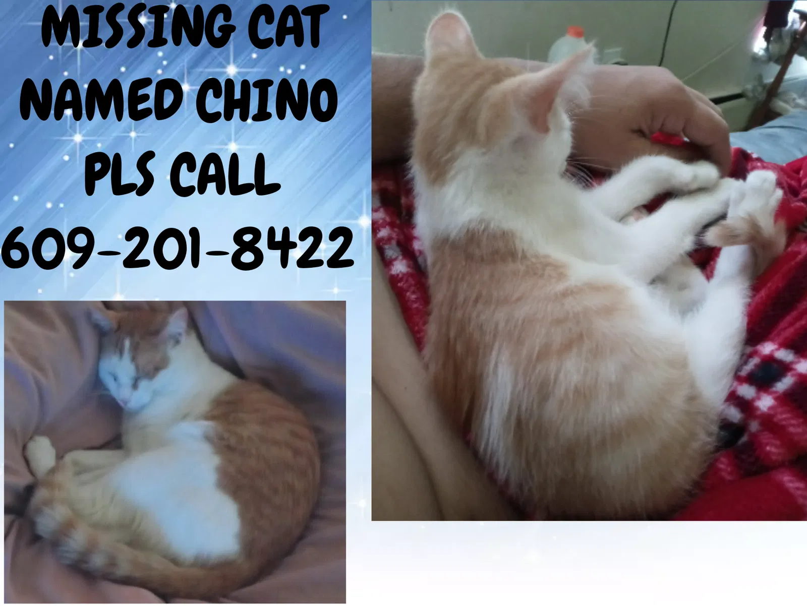Lost cat in Millville, NJ, 8332