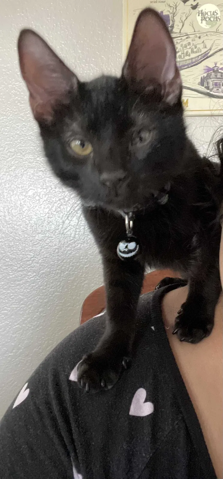 Lost cat in Riverside, CA, 92508