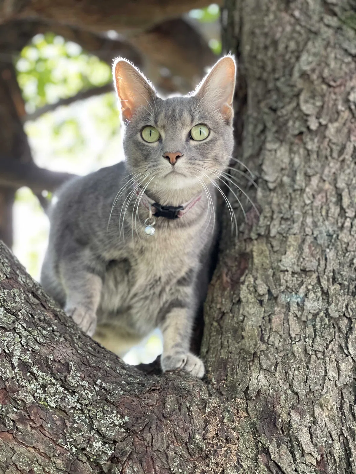 Lost cat in Tulsa, OK, 74105