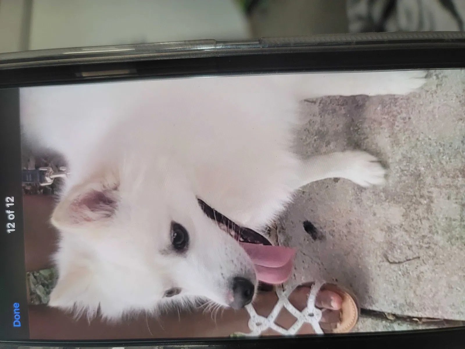 Lost dog in Austin, TX, 78752