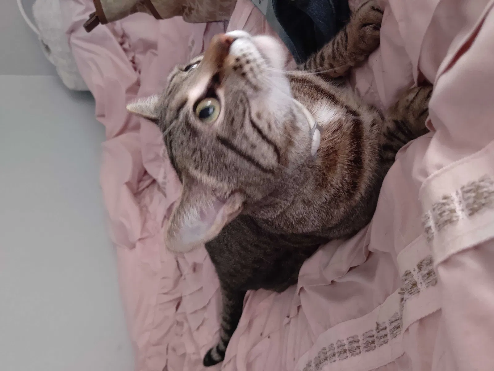 Lost cat in Pompano Beach, FL, 33064