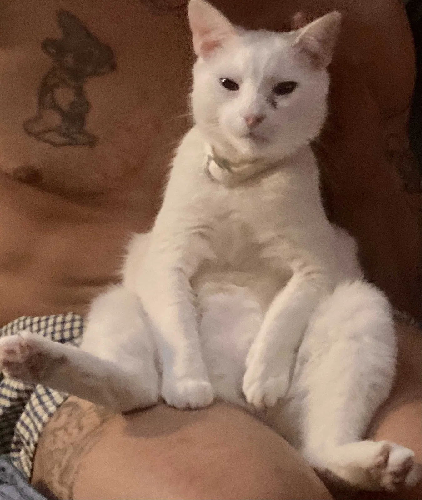 Lost cat in Brooklyn, NY, 11216